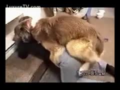 In this Beastiality episode, K9 screws the wife wearing crotchless pants.